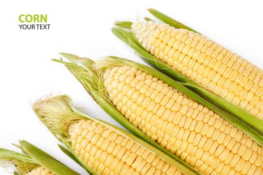 Beyaz arka plan üzerinde izole taze sarı Mısır koçanı. Taze sebze.