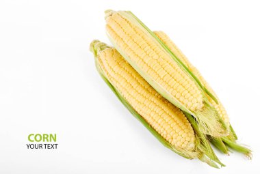 Beyaz arka plan üzerinde izole taze sarı Mısır koçanı. Taze sebze.