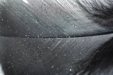 Beyaz arka plan üzerinde siyah tüy. tüyler, arka plan doku tavuk tüyleri. Arka plan.