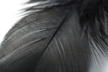 Beyaz arka plan üzerinde siyah tüy. tüyler, arka plan doku tavuk tüyleri. Arka plan.