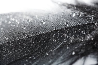 Beyaz arka plan üzerinde siyah tüy. tüyler, arka plan doku tavuk tüyleri. Arka plan.