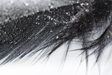 Beyaz arka plan üzerinde siyah tüy. tüyler, arka plan doku tavuk tüyleri. Arka plan.