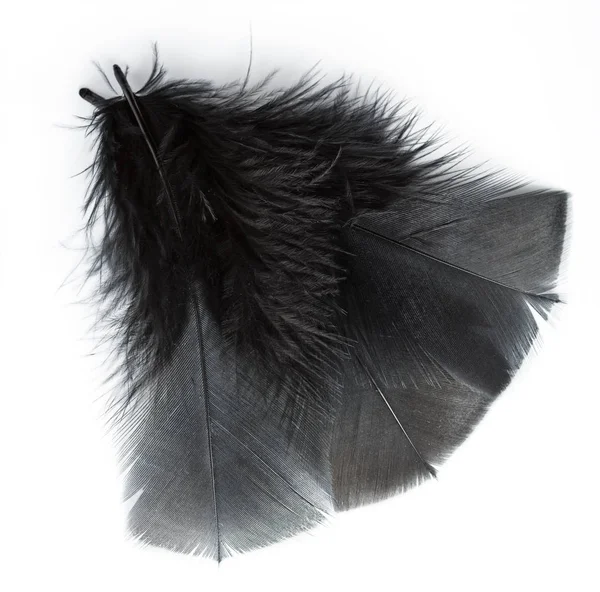 白い背景の黒い羽は 鶏の羽根の背景テクスチャを 抽象的な背景 — ストック写真