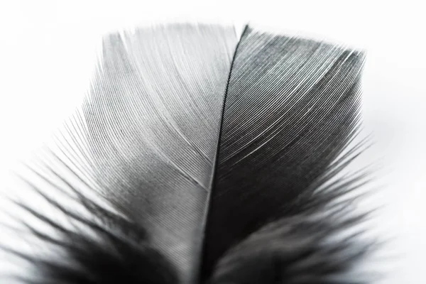 Plume Noire Sur Fond Blanc Plumes Plumes Poulet Texture Fond — Photo