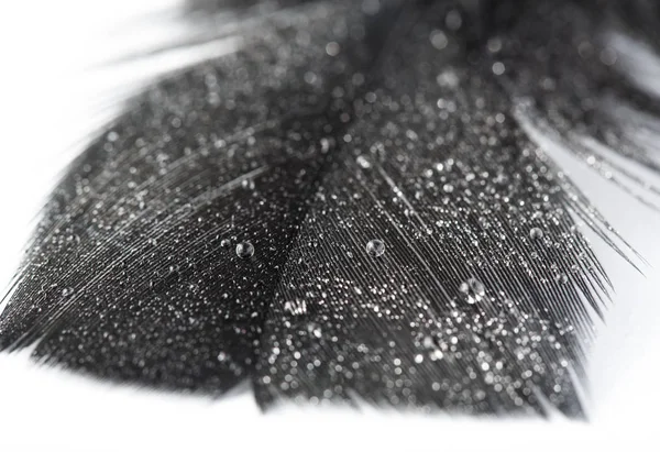 black feather on white background. feathers, chicken feathers background texture. Abstract background.