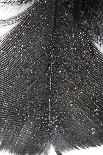 白い背景の黒い羽は 鶏の羽根の背景テクスチャを 抽象的な背景 — ストック写真