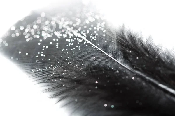 black feather on white background. feathers, chicken feathers background texture. Abstract background.