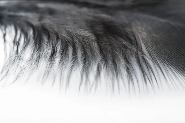 Plume Noire Sur Fond Blanc Plumes Plumes Poulet Texture Fond — Photo