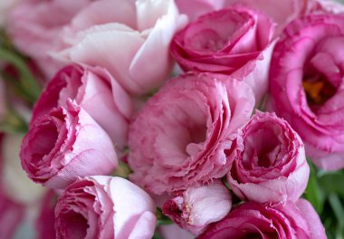 Odadaki masanın üzerinde bir buket pembe Eustoma çiçeği. Çiçekler yakın plan..