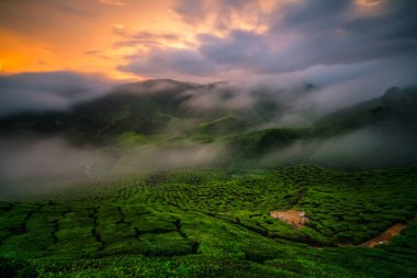 Kuala Lumpur, Malezya yakınındaki gün batımında sis ile Cameron Highlands, Dağları üzerinde çay plantasyon peyzaj.
