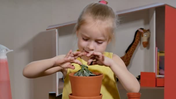 Adorable niña colocar la planta suculenta en maceta más grande . — Vídeos de Stock