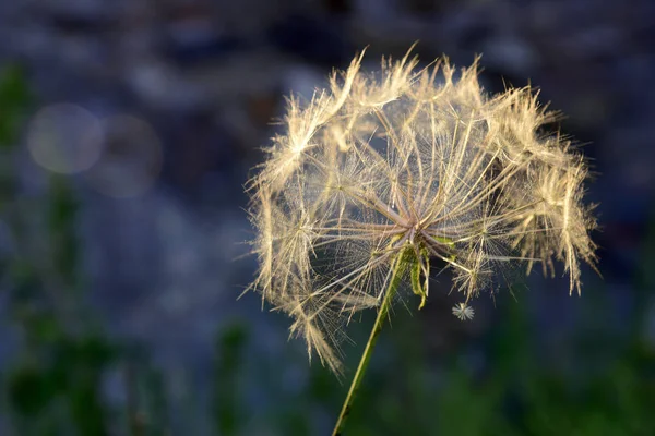 Tragopogon' u. Akşam güneşinde karahindiba.