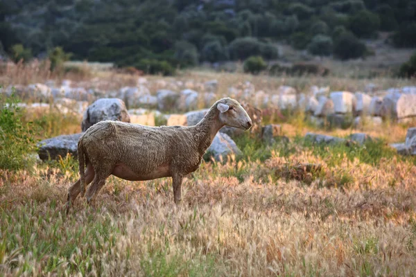 Altın bir çayırda kabarık koyunlar. Gün batımı ışınları antik Likya şehri Patara'nın kalıntılarını aydınlatır. Türkiye.