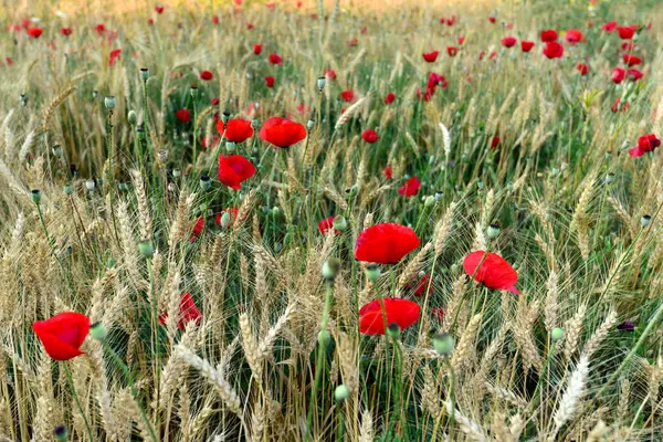 Kırmızı haşhaşlı muhteşem çavdar tarlası. Gün batımında kokulu çiçekler. Türkiye.