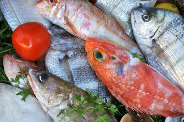 Freshly Caught Fish Ice Fish Market Port Essaouira Stock Photo