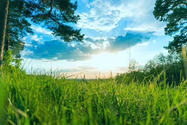 landscape sunset sky and green grass and trees