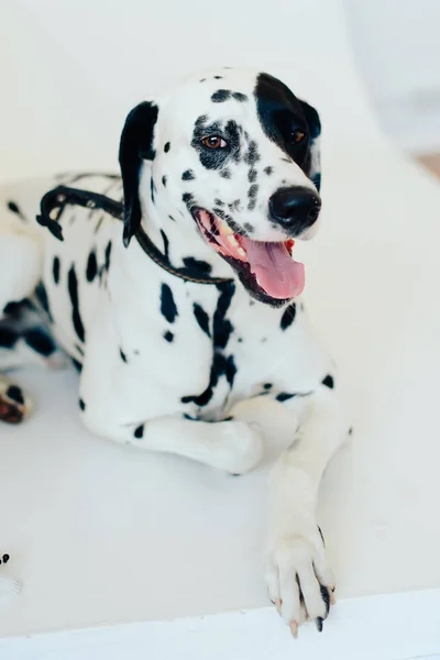 beautiful dalmatians indoors, dog poses on camera
