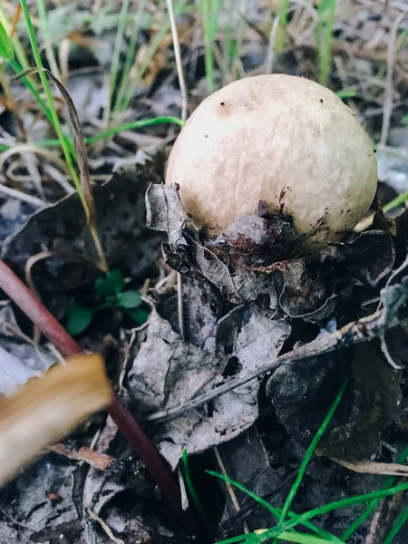 Small forest mushrooms in nature, growing from the ground close-up