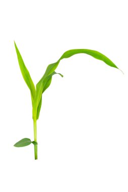 Bir çocuğun ağzını kapat. Diş eti kanaması, diş kaybını ve diş sağlığını temsil eden kayıp bir dişi göster., 