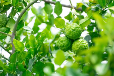 Bergamot, daldan sarkan taze yeşil bergamot meyvesi. Bergamot ağacı bahçesi ve sağlıklı gıda konsepti, bir grup bergamot, Bergamot şifalı bitkiler.