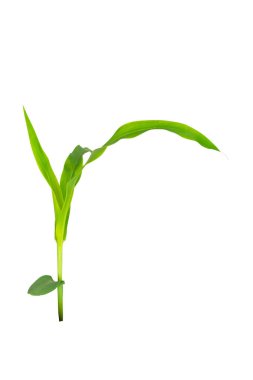 Genç yeşil mısır bitkisi kesme yolu olan beyaz arka planda izole edilmiş. Taze mısır filizinin parlak yaprakları ve gövdesi, tarım, tarım, büyüme, biyoenerji, organik gıda üretimi sembolü.