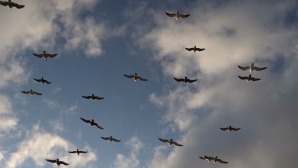 Las aves vuelan sin aletear sus alas en un arroyo dinámico sobre el fondo de hermosas nubes — Vídeo de stock