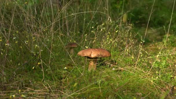 Солнце красиво освещает белый гриб, который вырос рядом с другим грибом в красивой траве, которая колеблется от ветра. — стоковое видео