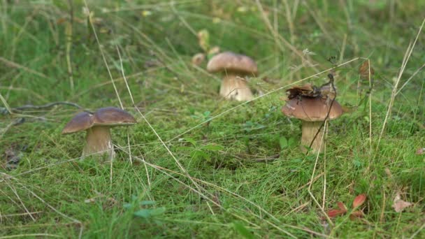 Trzy grzyby świni w lesie rosną obok siebie, wiatr porusza trawę w pobliżu, rośnie z mchu wokół grzybów — Wideo stockowe