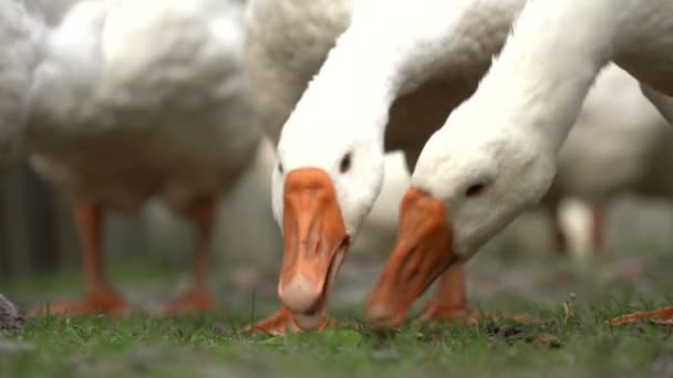 Bílé husy na zelené trávě očistit hrášek, jasně ukazuje dva oranžové zobák — Stock video