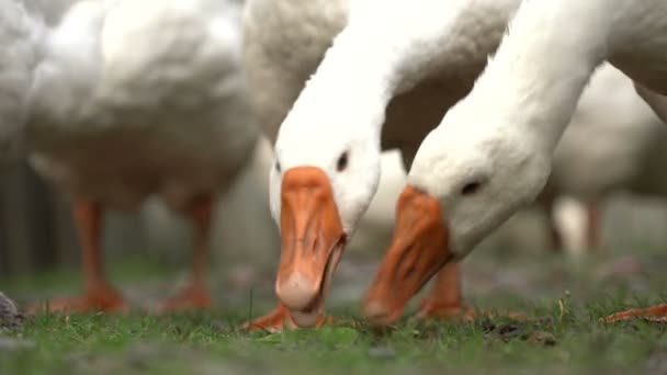 Vita gäss på det gröna gräset för att picka rent ärtor, visar tydligt de två apelsinnäbben — Stockvideo