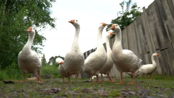 Schöne weiße Gänse gehen und fressen Gras, auf einem verschwommenen Hintergrund aus grauen Zaun grünen Bäumen und Büschen — Stockvideo