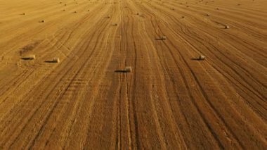 Sarı arka planda bir sürü balya var. Hasat sırasında tarımsal çalışmalar sırasında işlenerek yuvarlak balyalara dönüştürülen saman yapımının üzerinden uçuş