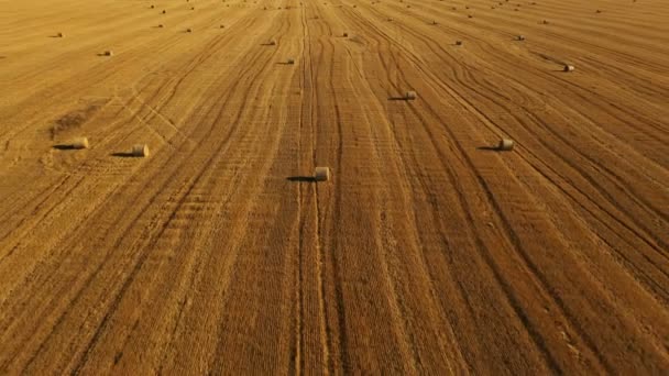 Muchos fardos en el campo fondo amarillo. Vuelo sobre el haymaking procesado en balas redondas durante las obras agrícolas durante la cosecha — Vídeos de Stock