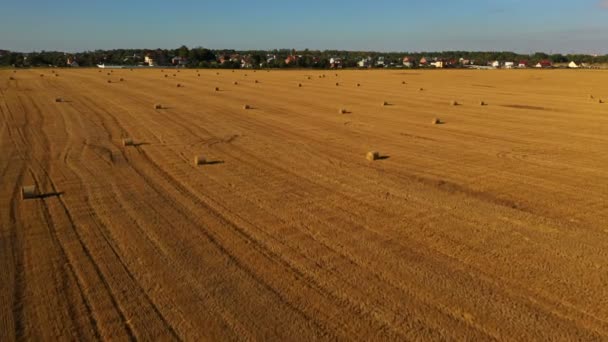 Molte balle sul campo giallo. Case unifamiliari a un piano sullo sfondo. Volo sopra il fieno trasformato in balle rotonde durante i lavori agricoli durante la raccolta — Video Stock