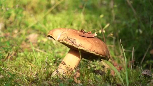 De witte paddenstoel stijgt op magische wijze naar een rechtopstaande positie — Stockvideo