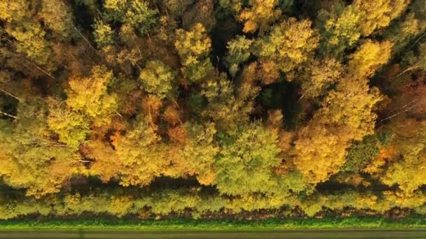 Lot powietrzny 4K nad lasem w jasnych jesiennych kolorach. Z góry jesienne drewno. Granica pola i lasu — Wideo stockowe