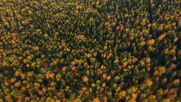 Shora dolů podzimní dřevo. Přírodní pozadí. Letecký pohled shora na podzimní les s barevnými stromy. Pohled shora z podzimního bezpilotního letounu. Letecký pohled na podzimní barvy — Stock video