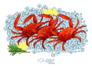 Biberiye ve limon buz küpleri ile yengeç. Vektör illustrationin karikatür tarzı. Deniz ürünleri ürün tasarımı. Sakini vahşi yaşam sualtı dünyasını. Yenilebilir deniz ürünleri.