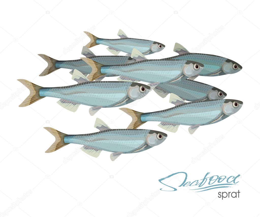 Sprat sketch vector fish icon. Isolated marine atlantic ocean sprats. Isolated symbol for seafood restaurant sign or emblem, fishing club or fishery market