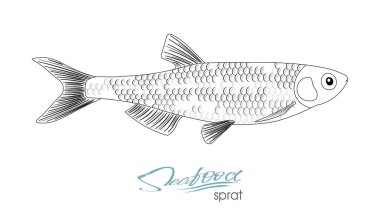 Çaça sketch vektör balık simgesi. Deniz Atlantik Okyanusu hamsi izole. Doğrusal siluet Deniz balığı.