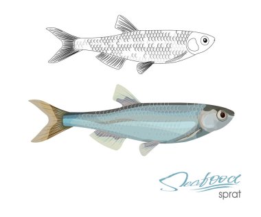 Çaça sketch vektör balık simgesi. Deniz Atlantik Okyanusu hamsi izole. Doğrusal siluet deniz balığı. Deniz ürünleri Restoran işareti veya amblem, kulüp veya balıkçılık Pazar Balık tutma izole simgesi