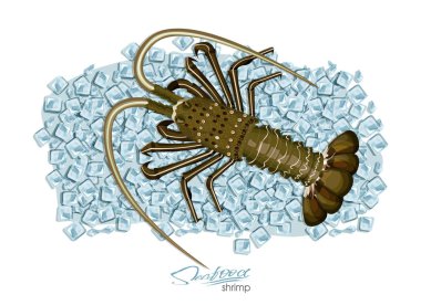 Karikatür tarzı buz üzerinde Spiny ıstakoz. Taze spiny ıstakoz. Deniz ürünleri ürün tasarımı. Sakini vahşi yaşam sualtı dünyasını. Yenilebilir deniz ürünleri. Vektör çizim