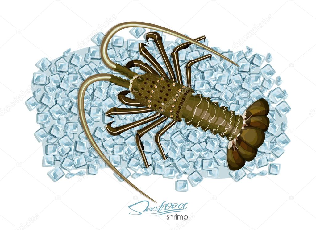 Spiny lobster on ice cubes in cartoon style. Fresh spiny lobster. Seafood product design. Inhabitant wildlife of underwater world. Edible sea food. Vector illustration