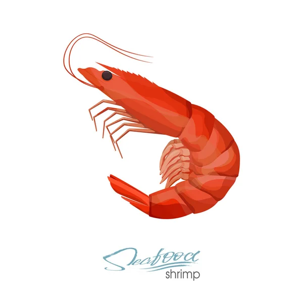 Ilustración vectorial de camarones en estilo de dibujos animados aislados sobre fondo blanco. Diseño de productos de mariscos. Criatura flotando en el agua. Vida silvestre habitante del mundo submarino. Ilustración vectorial — Vector de stock