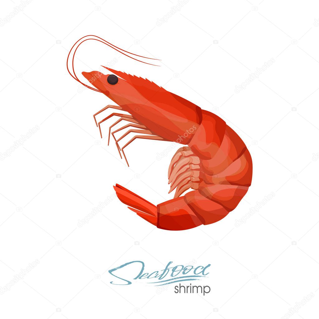 Shrimp vector illustration in cartoon style isolated on white background. Seafood product design. Creature floating in water. Inhabitant wildlife of underwater world. Vector illustration