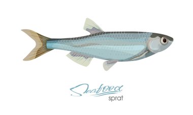 Çaça sketch vektör balık simgesi. Deniz Atlantik Okyanusu hamsi izole. Deniz ürünleri Restoran işareti veya amblem, kulüp veya balıkçılık Pazar Balık tutma izole simgesi