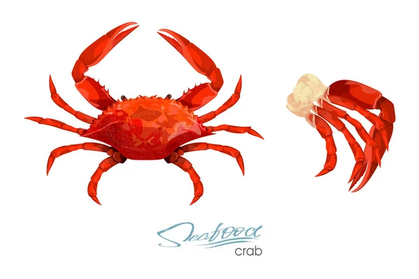 Crab and meat crab vector illustration in cartoon style isolated on white background. Seafood product design. Inhabitant wildlife of underwater world. Edible sea food. Vector illustration — Stock Vector