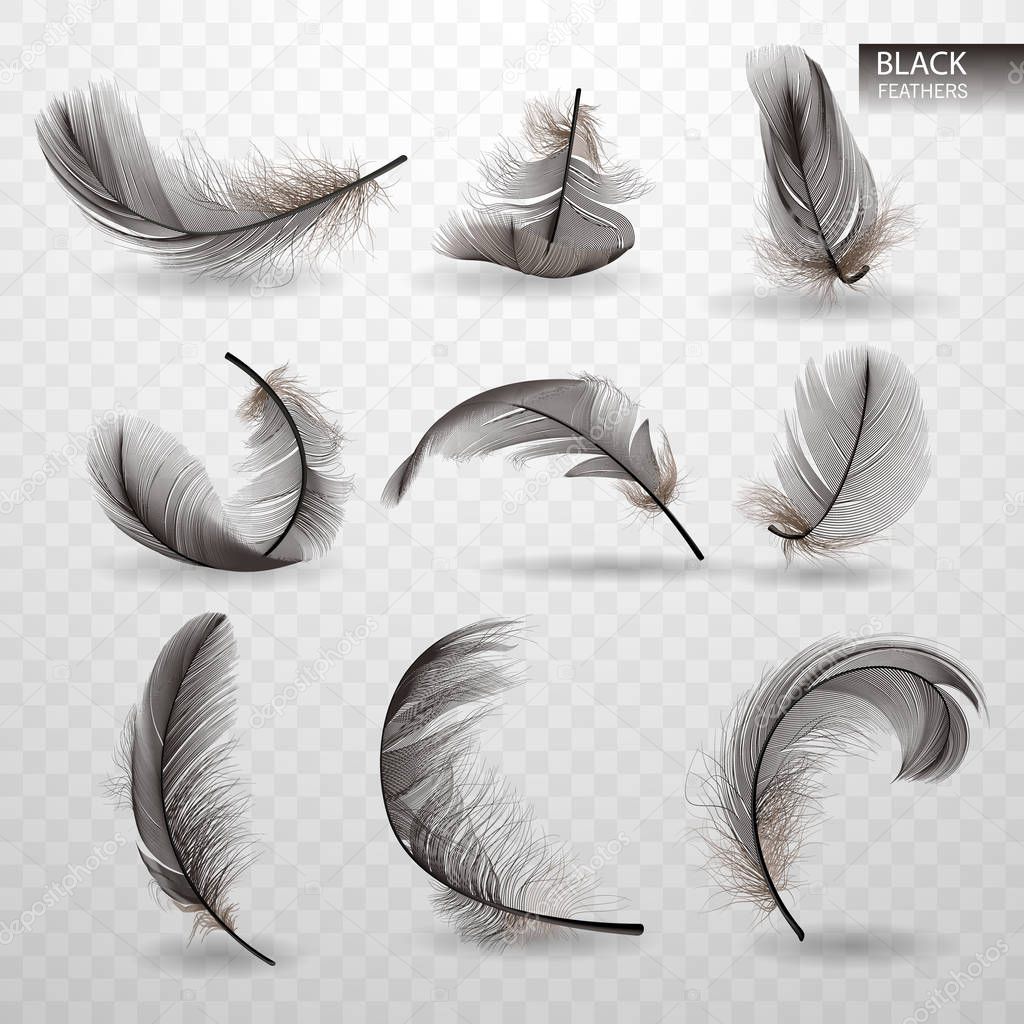 Set of isolated falling black fluffy twirled feathers on transparent background in realistic style. Vector Illustration