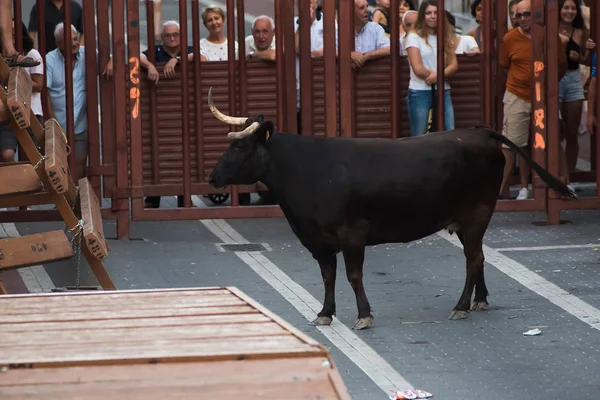 Denia Hiszpania Sierpnia 2016 Byków Ludzi Uruchomić Poza Lokalnych Świąt — Zdjęcie stockowe