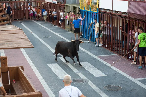 Іспанія Denia Серпня 2016 Биків Люди Виконувати Час Місцевих Свят — стокове фото